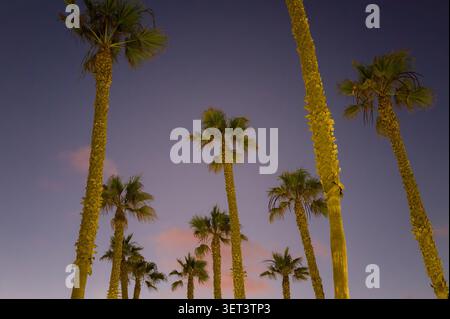 Looking up at tall palm trees silhouetted against a deep twilight sky with soft pink clouds at dusk. Stock Photo