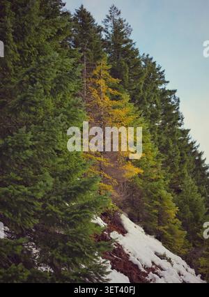 The Solitary Gold of a Vibrant Larch Tree Standing Out in a Green Evergreen Forest on a Snowy Slope Stock Photo