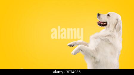 Happy Golden Retriever Dog Standing On Hind Legs With Playful Expression, Studio Background Stock Photo