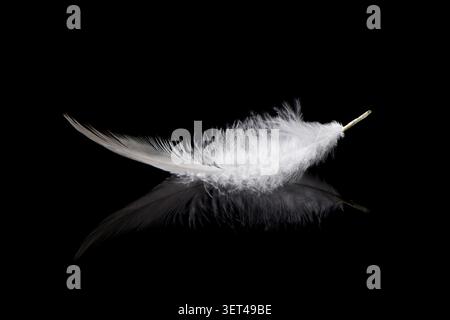 Delicate white feather reflecting light on a dark smooth surface creating a minimal composition Stock Photo
