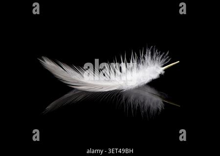 Delicate white feather reflecting light on a dark smooth surface creating a minimal composition Stock Photo