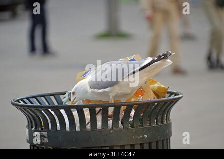 Seagull looking for food in a full trash can in an urban environment, Oslo, Norway Stock Photo