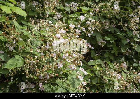 Small white flowers bloom on green blooming blackberry bush in a garden. Bees and butterflies visit the flowers. Sunlight shines on the plants giving Stock Photo