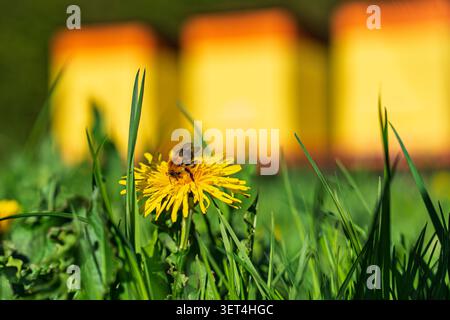 Honey bee collecting nectar on a yellow dandelion flower with blurred beehives in background Stock Photo