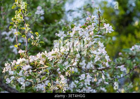 Delicate White Tree Blossoms Blooming on Branches in a Spring Garden Under Soft Sunlight Stock Photo