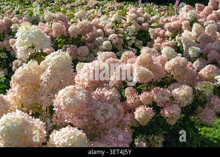 Beautiful Pink and White Hydrangea Flowers Blooming in a Lush Garden During a Sunny Summer Day Stock Photo