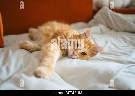 Ginger cat laying on a white bed, looking towards the viewer while stretching one paw out, displaying a relaxed and comfortable posture Stock Photo
