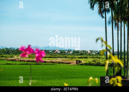 Heart Rice Paddy Vibrant green rice paddies stretching across the valley under a bright ...