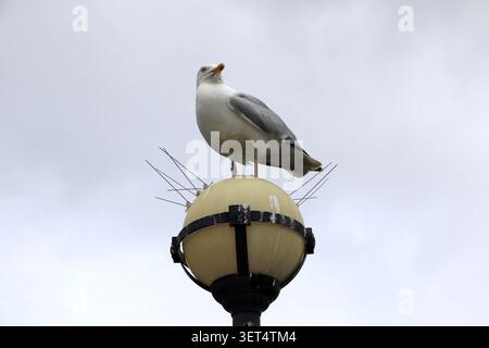 Seagull on a Light on Llandudno Pier Stock Photo