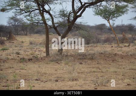 The golden sun sets behind silhouette thorny bushes and dry grass on a rocky hill slope under dramatic orange storm clouds in rural Namibia. Stock Photo