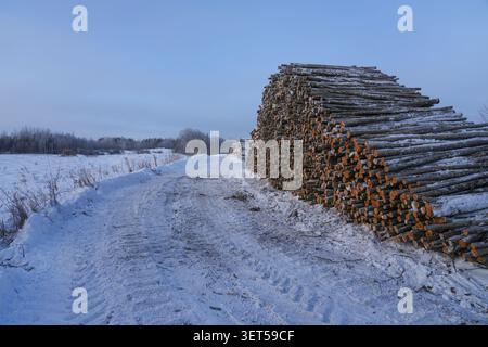 Stacked Timber Logs Along a Snowy Forest Road in Latgale, Latvia Stock Photo