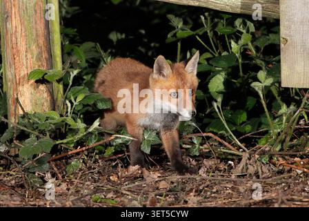 FOX cub exploring at night, UK. Stock Photo