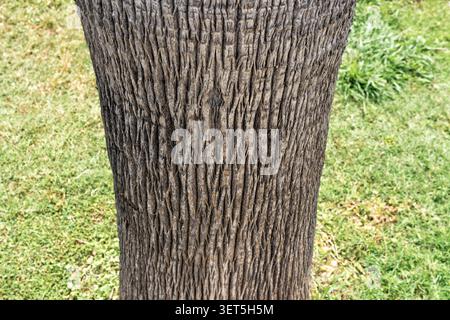 Close-up of palm tree trunk bark displaying intricate textures and patterns, with a soft-focus green grass area in the background Stock Photo