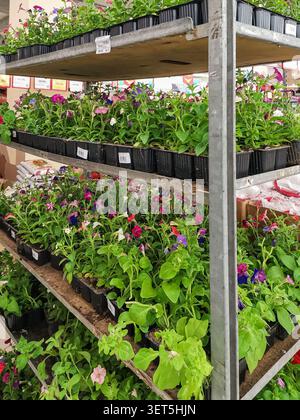 Various potted flowers in vibrant colors are neatly arranged on metal shelves inside a greenhouse, showcasing a variety of plant species and foliage Stock Photo