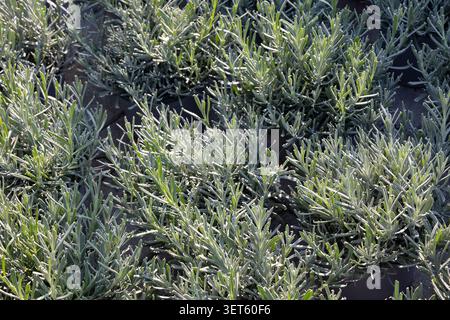Lavender plants growing in pots at a commercial nursery, viewed from above in bright natural sunlight. Stock Photo