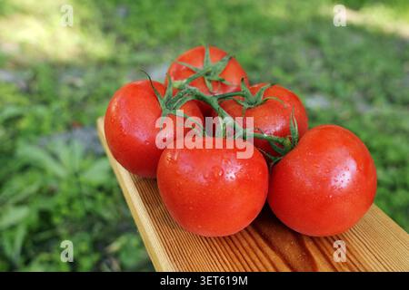 Freshly picked red ripe tomatoes on a vine, showing water droplets resting on a wooden surface with a blurred green garden background on a sunny day Stock Photo