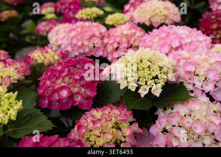 Vibrant pink and magenta hydrangea blossoms blooming in a garden nursery. Lush ornamental flowers create a colorful floral background ideal for garden Stock Photo