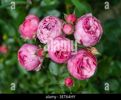 A lush cluster of vibrant pink peony roses blooming beautifully in a summer garden against a soft green leaves background Stock Photo