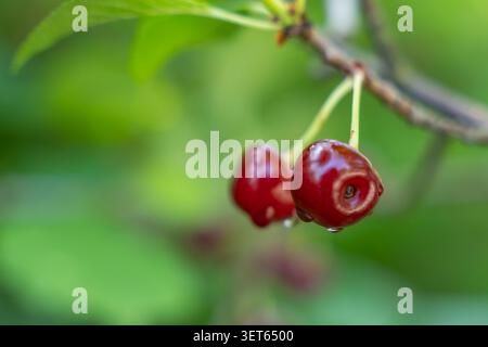 Two red sweet cherries Prunus avium hang beneath a branch. Small water drops and green bokeh add a fresh garden atmosphere. Stock Photo