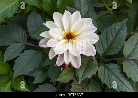 White dahlia flower blooming among lush green foliage in garden Stock Photo
