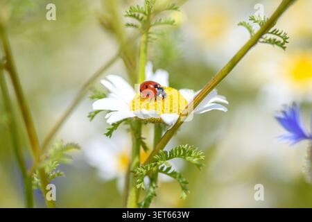 Ladybird perched on a chamomile flower in a summer meadow Stock Photo
