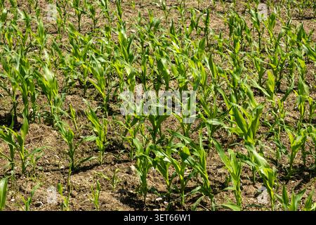 High angle view of young green corn plants growing in dry soil Stock Photo