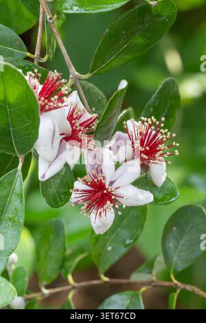 A blooming Pineapple guava tree, Acca sellowiana, in a Texas garden. Stock Photo