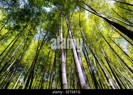 Looking Up Through Tall Bamboo Trees in Arashiyama Bamboo Grove, Kyoto, Japan Stock Photo