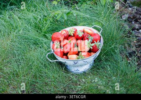 Washing fresh red ripe strawberries in metal colander on green grass. Water splashing over clean organic berries on garden lawn reflecting eco Stock Photo