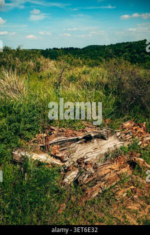Close-up of decaying tree trunk lying in a grassy field, highlighting rich wood texture, peeling bark and natural decomposition among shrubs and sunli Stock Photo