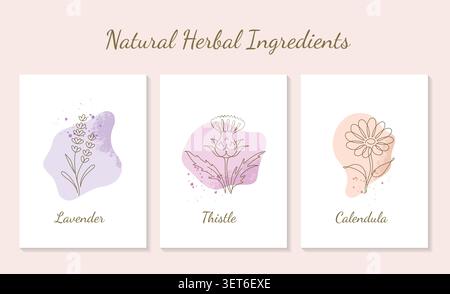 Natural Herbal Ingredients Lavender Thistle Calendula Illustrations Stock Vector