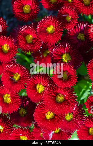 Bright red English daisy flowers with yellow centers bloom densely in a garden bed, creating a vivid floral background filled with color and texture. Stock Photo