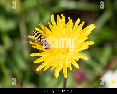 Bio Diversity - Volucella zonaria - Large Hoverfly on Yellow Flower. High quality photo Stock Photo