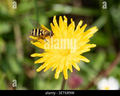 Bio Diversity - Volucella zonaria - Large Hoverfly on Yellow Flower. High quality photo Stock Photo
