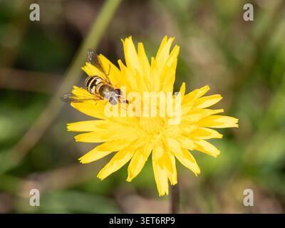 Bio Diversity - Volucella zonaria - Large Hoverfly on Yellow Flower. High quality photo Stock Photo
