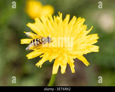 Bio Diversity - Volucella zonaria - Large Hoverfly on Yellow Flower. High quality photo Stock Photo
