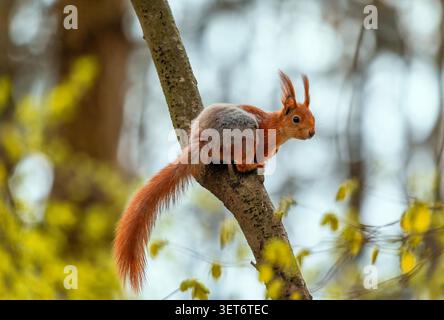 A cute fluffy squirrel sits on a tree with its red tail dangling in a sunny spring park. Stock Photo