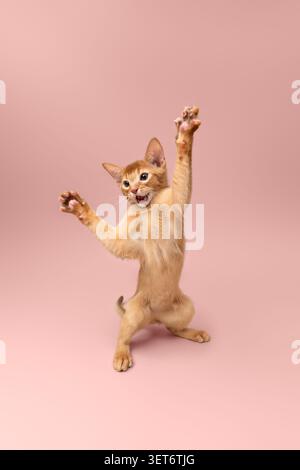 abyssinian kitten playing making funny moves on neutral studio background with copy space Stock Photo