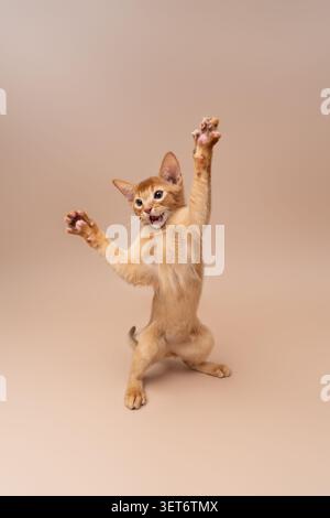 abyssinian kitten playing making funny moves on neutral studio background with copy space Stock Photo