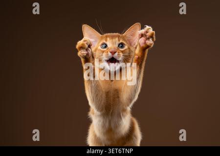 abyssinian kitten playing wildly with mouth open and raised paws, studio shot on brown background with copy space Stock Photo