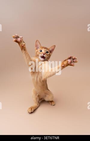 abyssinian kitten playing making funny moves on neutral studio background with copy space Stock Photo