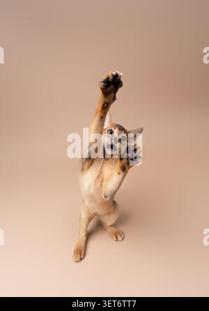 abyssinian kitten playing making funny moves on neutral studio background with copy space Stock Photo