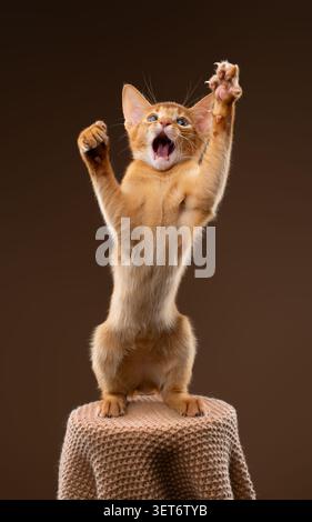 abyssinian kitten playing wildly with mouth open and raised paws, studio shot on brown background with copy space Stock Photo
