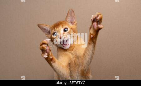 abyssinian kitten playing wildly with raised paws and mouth open in fron of a brown studio background with copy space Stock Photo