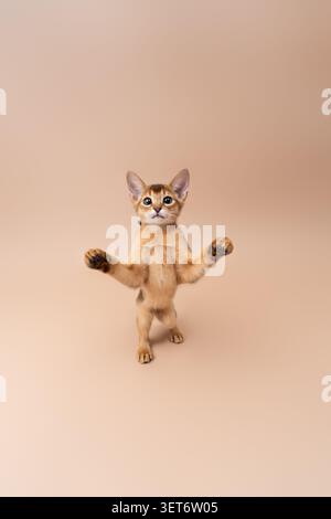 abyssinian kitten playing making funny moves on neutral studio background with copy space Stock Photo