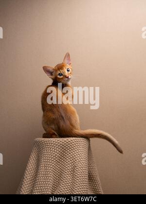 cute abyssinian kitten sitting on pdestal covered with knitted blanket looking back over shoulder against brown background with copy space Stock Photo
