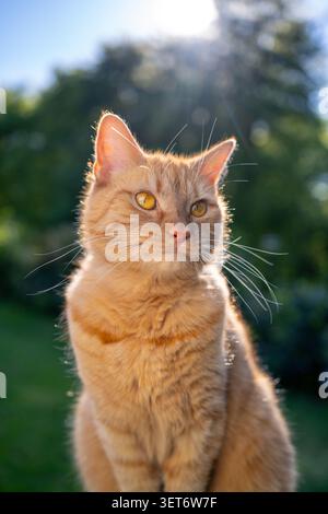 orange cat sitting outdoors in sunny garden looking to the side Stock Photo