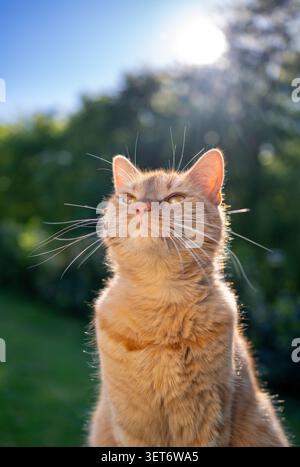 orange cat sitting outdoors in sunny garden looking up in the sky Stock Photo
