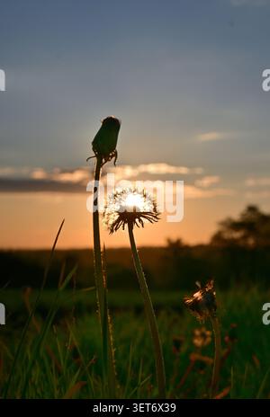 Dandelion seed head silhouetted against sunset in meadow grass Stock Photo
