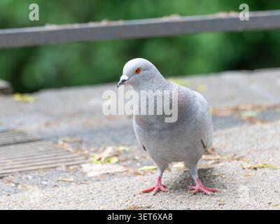 Light Colored Feral Pigeon Standing in an Urban Environment Stock Photo